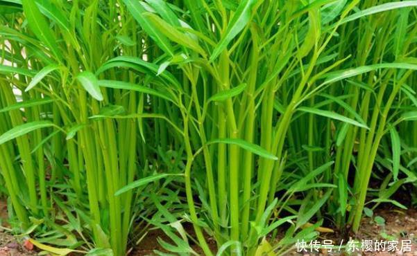  『豌豆苗』懒人也有口福了，阳台种植四样蔬菜，竟然能吃小半年