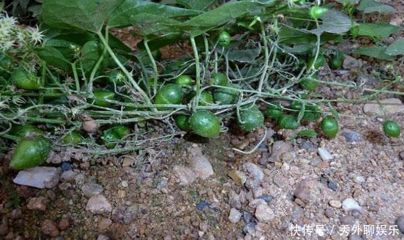 农村里一种不讨喜的“植物”，作用价值却很高，对蛇伤效果好