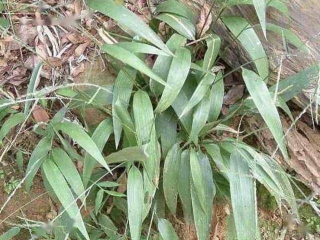  『观赏价值』叶片翠绿的“1种草”，被称为“淡竹叶”，比绿萝好看，还珍贵！