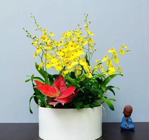  「家里」家里摆这五种花，2020年吉星高照，好运连连