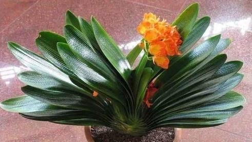  观赏价值■这“5种”植物，名字“吉利”，再贵也要养1盆，“旺家”又旺财