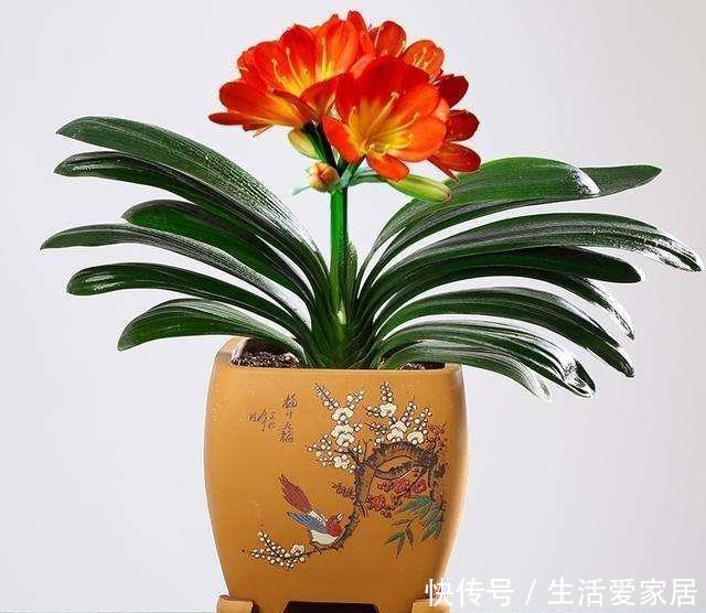 家里|家里万万要养这4种植物,家人身体会越住越健康,聪明人一眼就懂