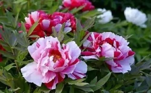  #适合#这5种花卉既好养，又开花鲜艳，花量大，适合新手盆栽养护