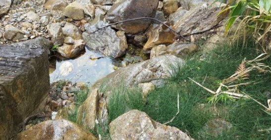  「鲜为人知」此为珍贵的“无叶草”，竟”鲜为人知“，你见过它吗？是啥呢？