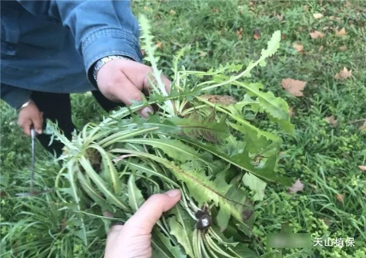  「亩产值」一种野菜曾经无人问津，如今20块钱1斤，亩产值可达10万元