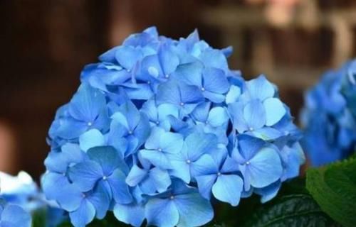  「花卉开花」养花养些花期长的，开花好看，随便养就爆盆，阳台养花很好的选择
