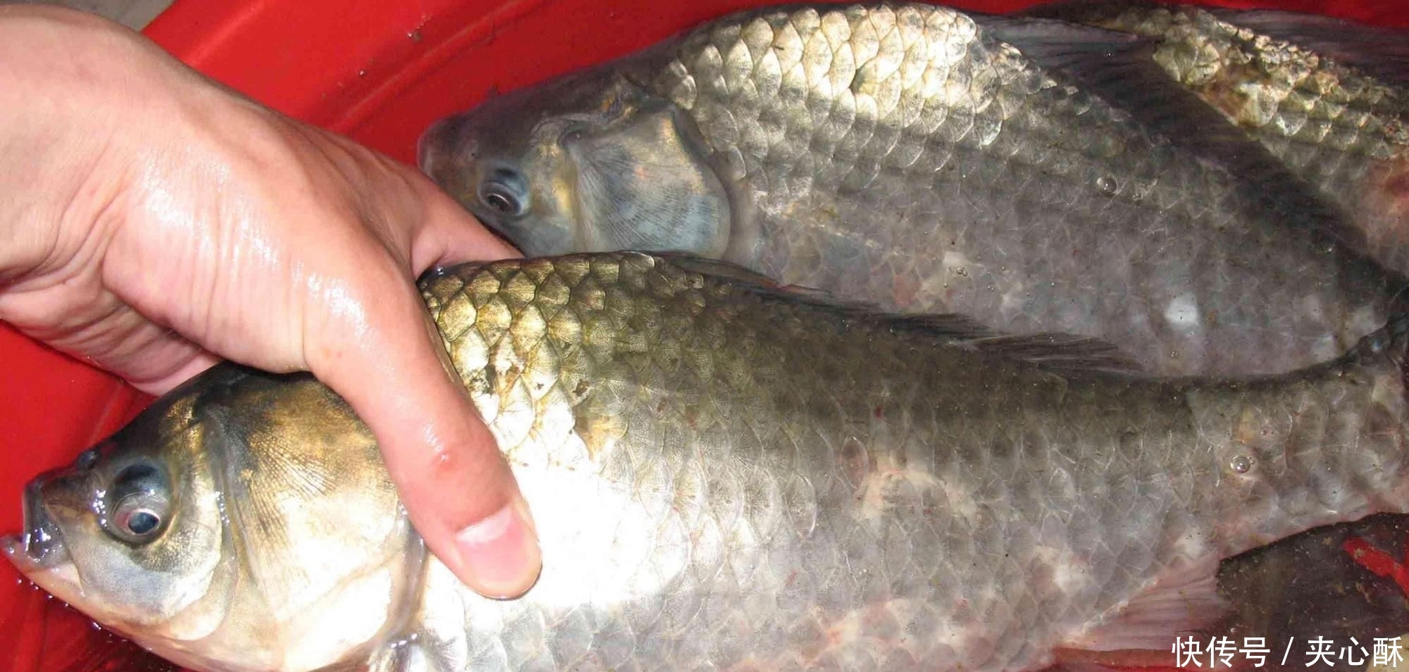 『配方』只需用五味药材,简单泡制四季通用钓鱼饵料配方