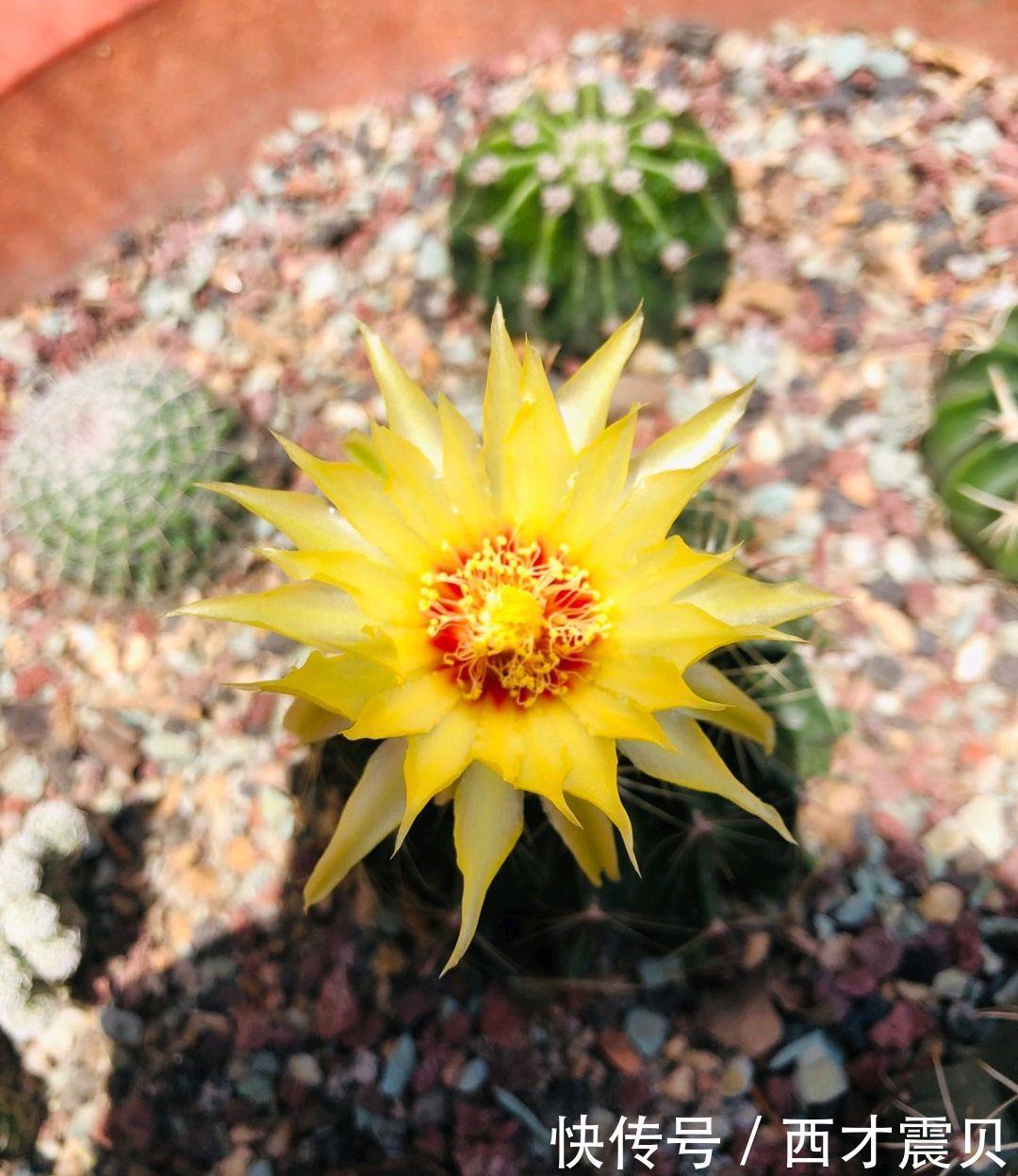 夏季|谁说夏季多肉必丑?这几种多肉夏季“叛逆”,状态反而越更漂亮!