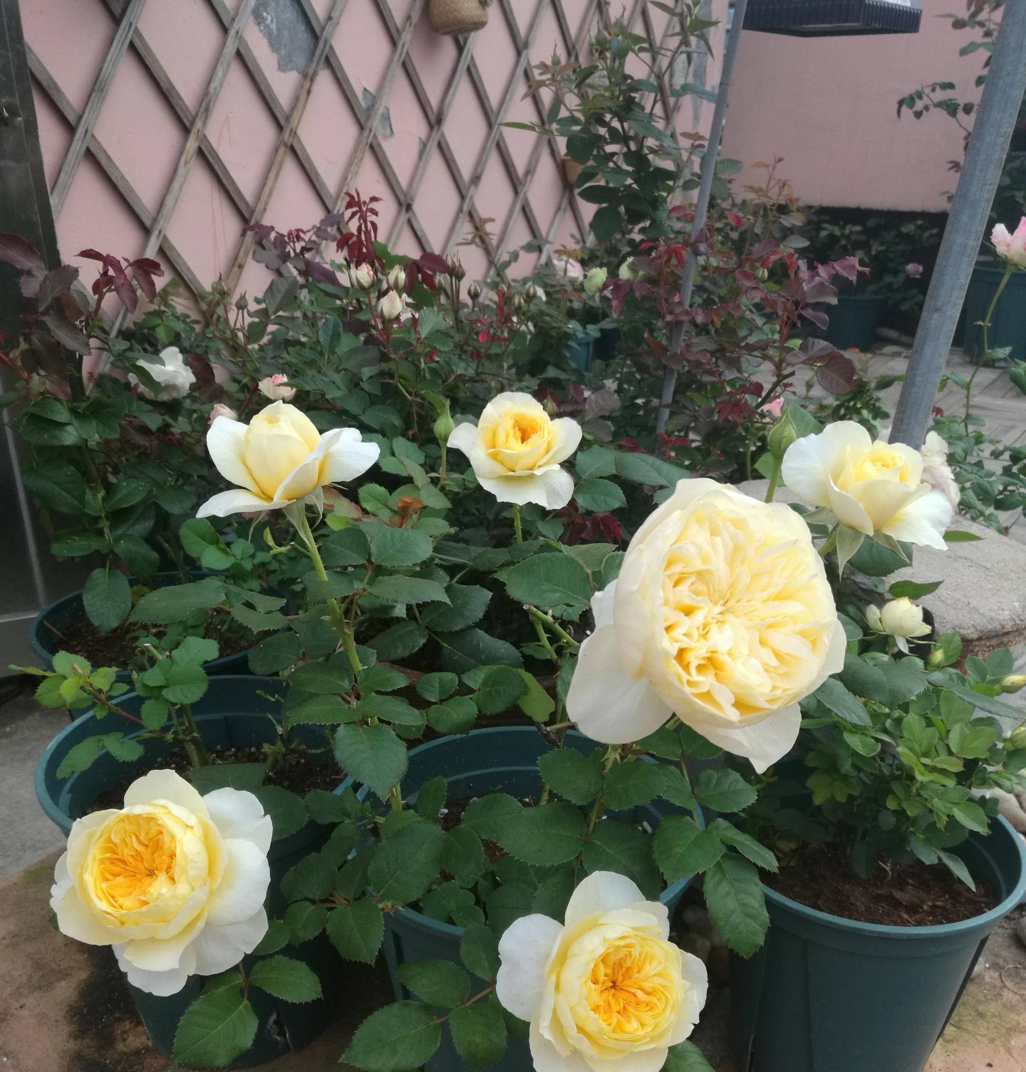 「盆栽」此款木本花卉,周年开花,香气四溢,植株低矮,阳台盆栽也可以!