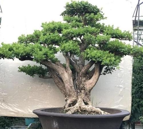 【枝条】茉莉花、绣球花,也不如2种“盆景树”,茎干、枝条好看,价值高