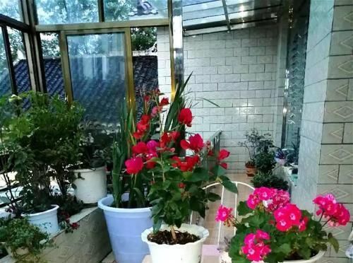  [生活]40岁之前，赚钱养家，40岁之后，种菜养花！