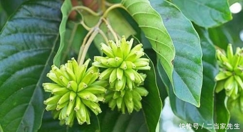 #列为#喜树被列为第一批国家重点保护野生植物,头状花序近球形