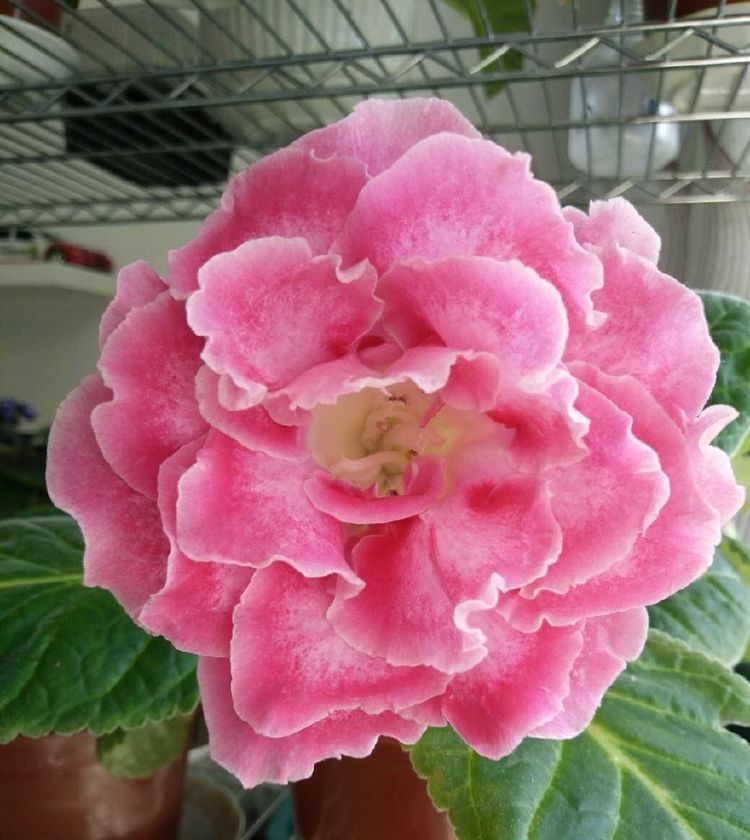  『春天』春天养这几朵花，花开不断，好养易开花，花香四溢飘满屋，美爆了