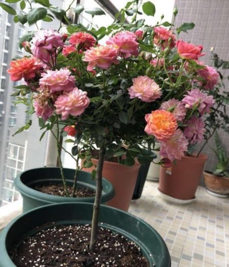 【寓意】这3类植物,寓意好,净化空气'吸'甲醛,欣赏价值高又好养