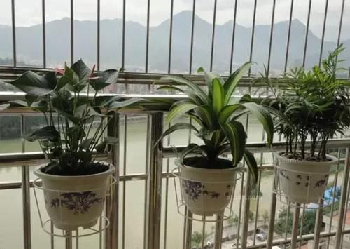  『回家』别人家的阳台好美，跟花艺师学了5种阳台种花的方法，回家搞起来