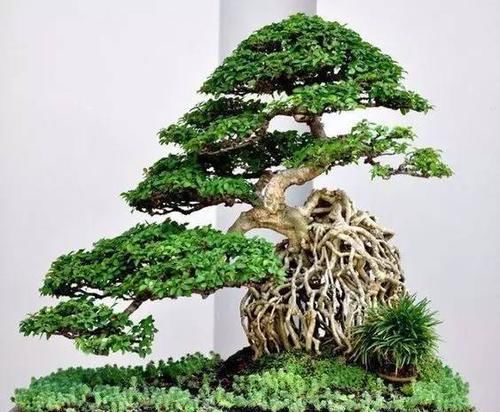  「美丽」15种最美丽的盆景树，找到了盆景里的故事