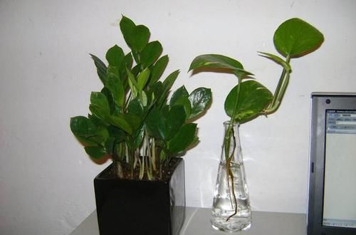  「新芽」适合春天插杆的3种花，剪个枝条，浇浇水，1周生根半月发新芽