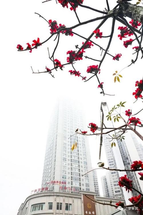  花瓣上的雨■来宾木棉花又开，惊艳了谁的时光？