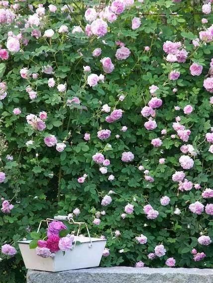  「城市」花开花落，这就是你想要过的生活，花开花落一辈子