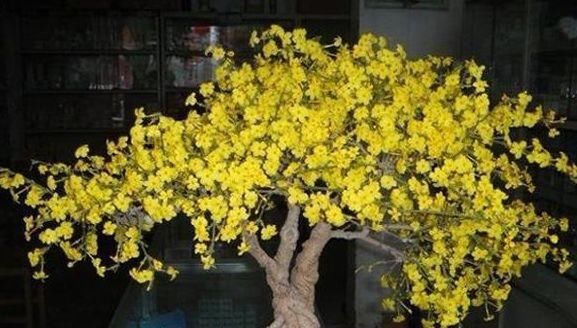  显得：客厅养花，不如养几盆“金色的花”，既好看，又显得“高大上”