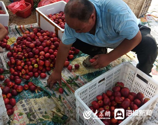  「中油四号」“四进”在行动|甘当销售联络员 市派东昌府区八组打造助农爱心平台