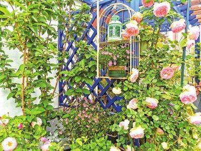  正红：五月花正红绽放的鲜花装扮了成都人的阳台