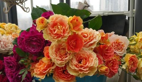  铜管乐队：这种花，枝条沾水土就生根，香味像玫瑰，花期长达300天以上！