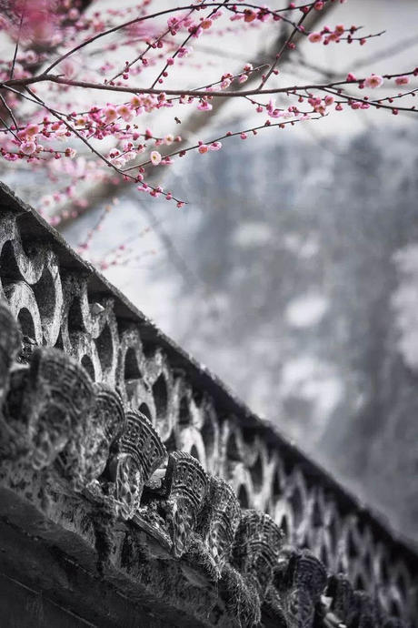 中国这些地方即将花开成海！错过又再等一年！诗情画意值得记忆！