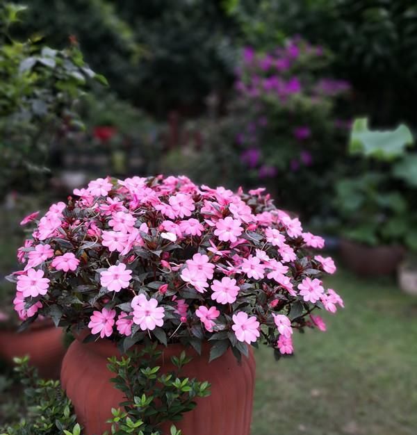  『低矮』全年可开花，观赏价值高，植株低矮，栽培容易，此盆栽花值得拥有