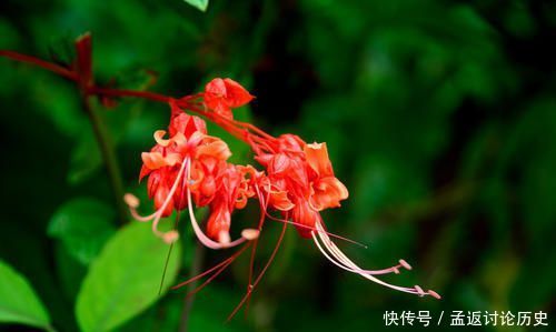  [种花]很可爱的3种花，赪桐、日日樱、洋金凤，都见过的人不多！