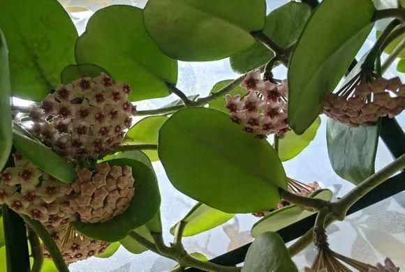  家里■家里养这几种爬藤植物，整面墙全是花