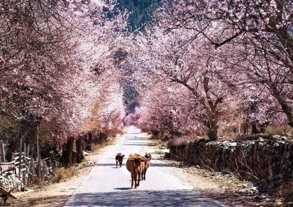 西藏用他的……彻底征服了全世界！