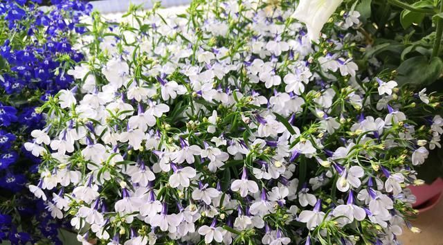 『种植』此盆栽花号称“爆盆神器”,花量超多,种植也容易,很适合现在养