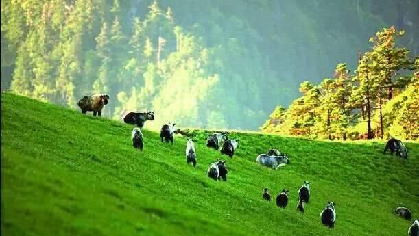 简直萌翻了!唐家河扭角羚一家列队过河