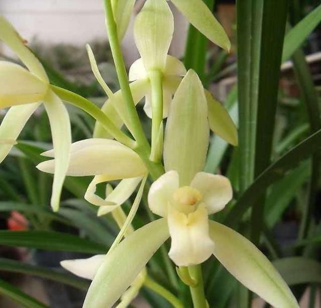  「植物」兰花有“癖好”,满足不了这几点,就不开花