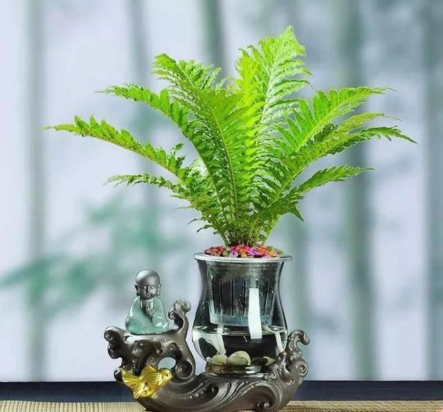  观赏价值极■家养六种“富贵花”，吉祥又如意，富贵又生财，人人都喜欢