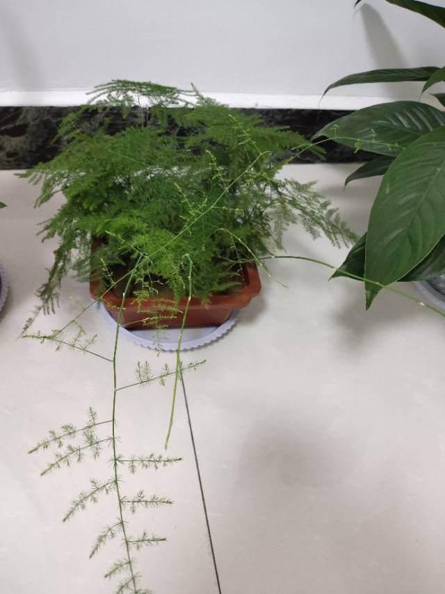  家里的文竹|文竹一到夏天就徒长，枝条乱爬太难看，其实矮壮很简单！