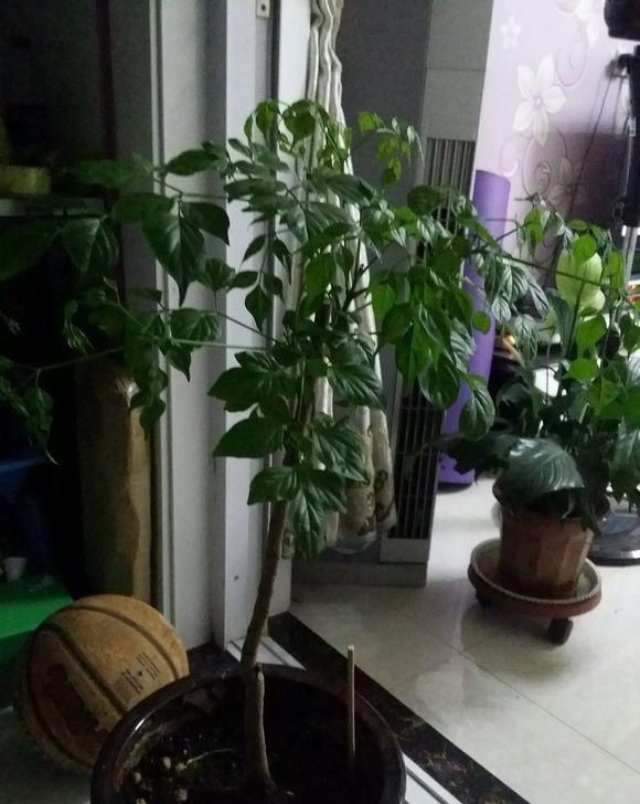  【砍头】半死不活的幸福树，被我狠心砍一刀，结果冒出好多芽！