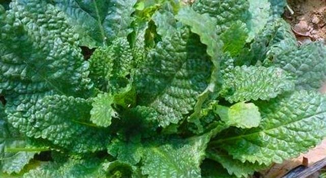 农村这野草叫做“草蛤蟆”，名字虽丑，用处可不少！