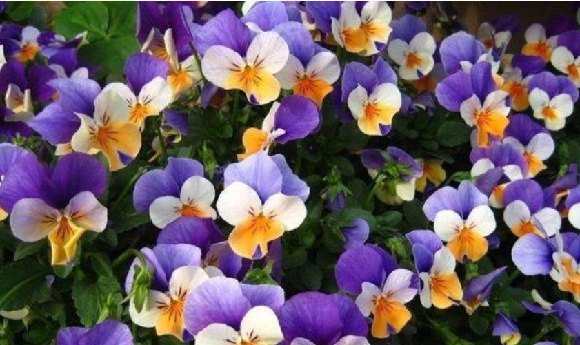  「家里」4种花被称为“开花小能手”，家里养两盆，四季开花不断，超美！