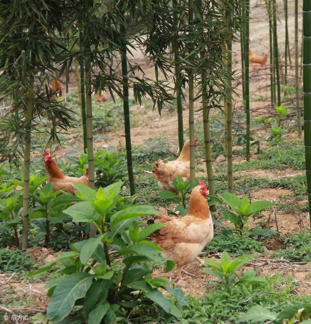 农村养1000只土鸡一年能赚多少钱?成本和利润
