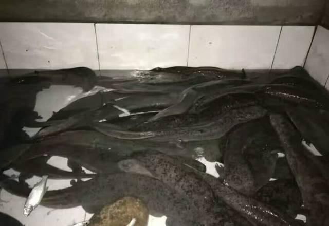  保护动物|曾卖2千元一条，如今价钱大跌，一斤不足20元，养了没