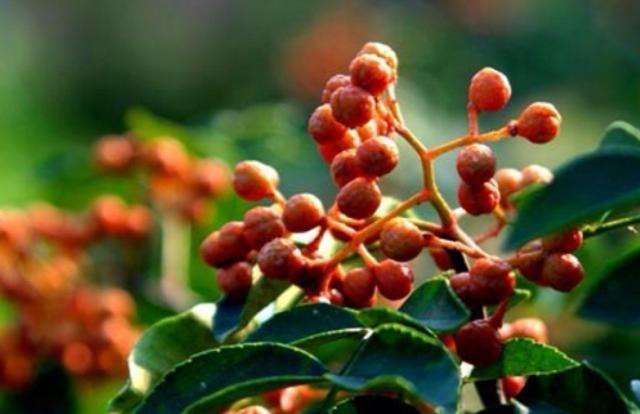 农村山上一种“小葡萄”，120元一斤价值珍贵，农民开始大量种