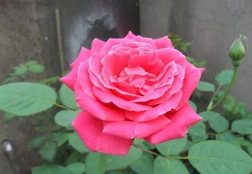  『爷爷』老花匠爷爷养了几十年的花，从来不黄叶，大家来学学