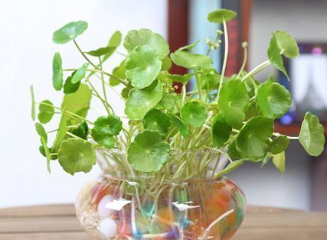  『植物』家养易爆盆的植物，开花绚丽夺目，花香清新宜人，放在阳台美翻了