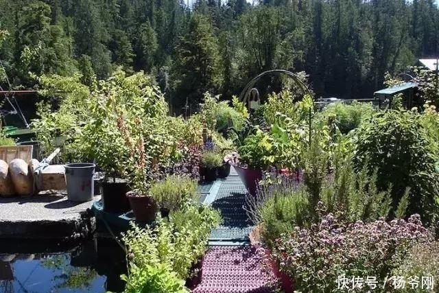  蔬菜：下半生，和爱的人一起养花种菜可好