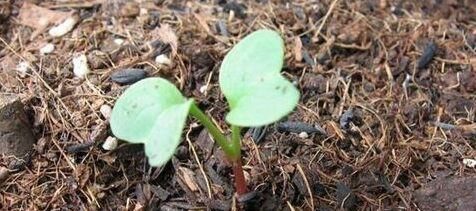  『蔬菜』最好种、发芽快、耐寒的五种蔬菜，阳台绿油油，一个冬天有青菜吃