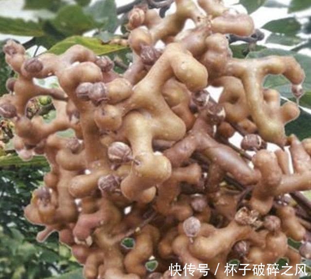  值钱@山上有1种“野果树”，果子弯曲，被称为“拐枣儿”，比山莓值钱