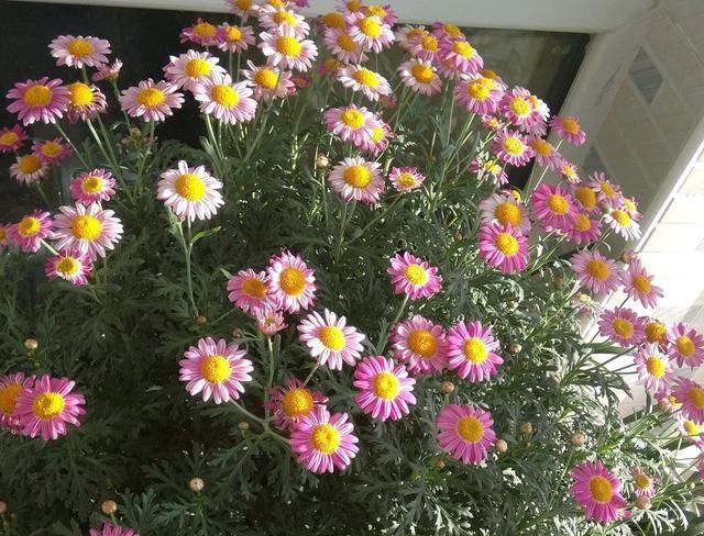  『旺盛』此花，叶片长得特别多，开花特别旺盛，吸水量特别多。
