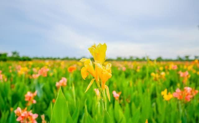 中国田园版侏罗纪：大型“恐龙”惊现袁隆平水稻试验田